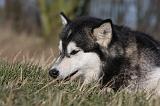 ALASKAN MALAMUTE 768